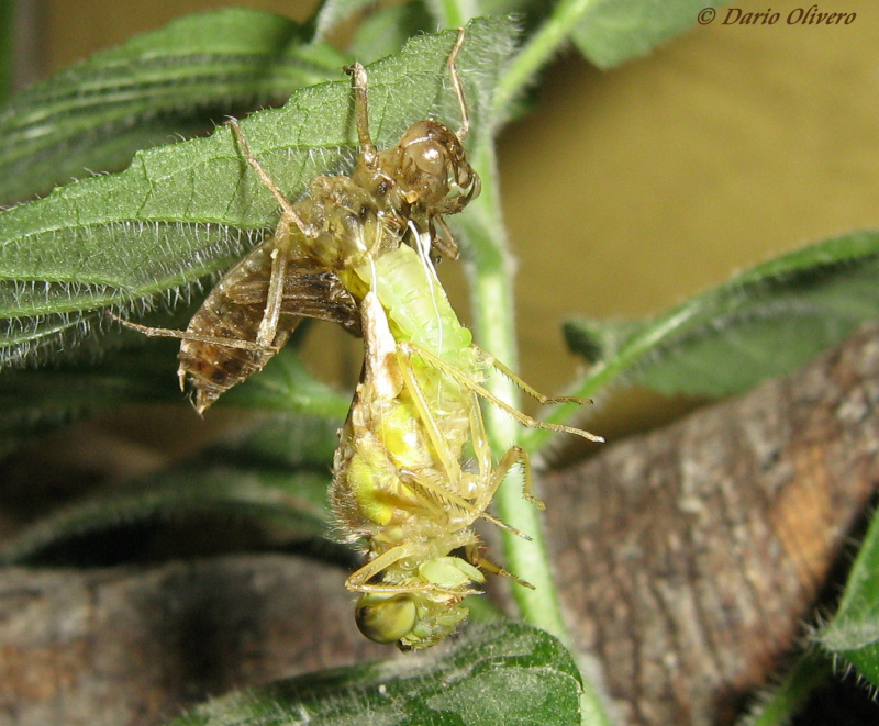 Scheda: Sympetrum striolatum